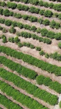 Geniş bir hava manzarası, verimli ve karmaşık desenleri olan yemyeşil tarım arazilerini güzel bir şekilde gösteriyor. Medya
