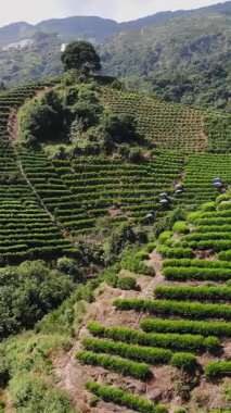 Hava manzarası, güneşli bir gökyüzünün altında yamaçlara yayılan canlı yeşil çay tarlalarını güzel bir şekilde gözler önüne seriyor. Medya