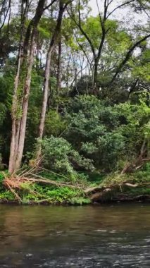 Canlı yeşillikler ve uzun görkemli ağaçlarla dolu güzel ve huzurlu bir nehir manzarası. Medya
