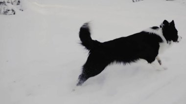 Büyüleyici siyah ve beyaz bir köpek taze karlı arazide neşeyle oynuyor, kışın güzelliğini yakalıyor. Medya