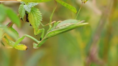 Yeşil bir peygamber devesi etrafındaki yapraklara karışıyor ve inanılmaz kamuflaj yeteneklerini sergiliyor. Medya