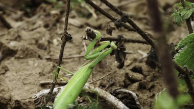 Canlı yeşil bir çekirge, açık havanın toprağına ve yemyeşil çevresine kusursuz bir şekilde karışıyor. Medya