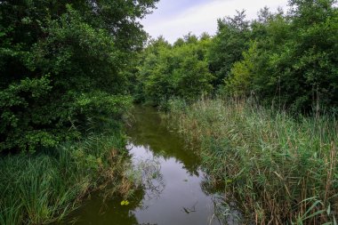 Yaz parkındaki bataklık.
