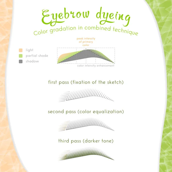 Schematic instructions for a combined technique of eyebrow tinting in permanent makeup cosmetology