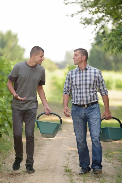 Travailleurs Masculins Parlant Près Des Vignobles — Photo