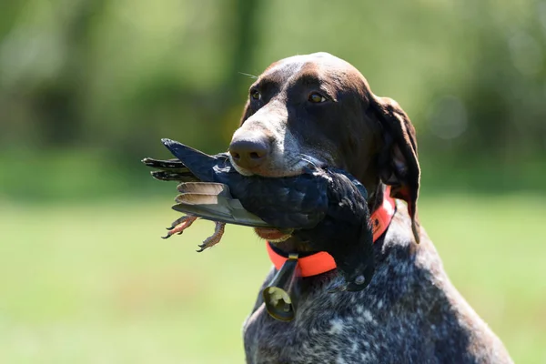 Dog Holding Prey Its Mouth — Stock Photo, Image
