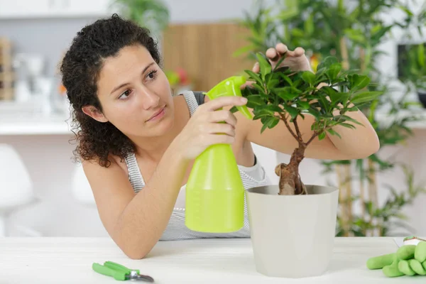 若い女性が盆栽に水をやる — ストック写真