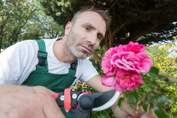 成熟した庭師が花を切り — ストック写真