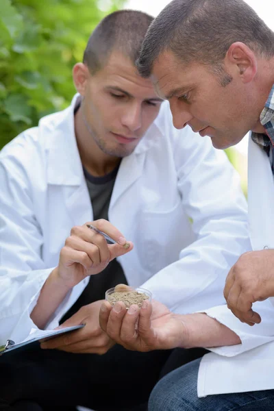 Two Male Oenologists Collecting Samples Grapevine — Stock Photo, Image