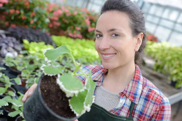 Mujer Jardinero Trabaja Invernadero —  Fotos de Stock
