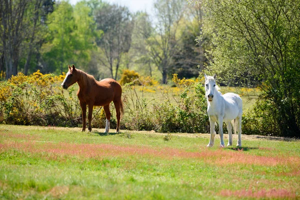 两匹马的风景画 — 图库照片