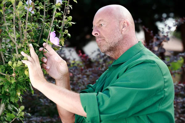 Bahçıvan Adam Fideleri Düzenliyor — Stok fotoğraf