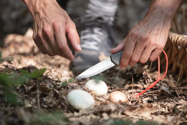 一只手在采摘蘑菇 — 图库照片