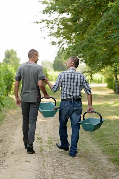Two Men Holding Harvest Basket — Stock Photo, Image