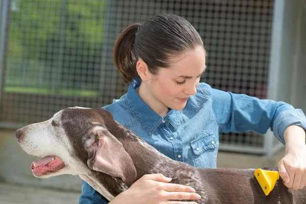 Veterinário Fêmea Acariciando Cão Abrigo Animal — Fotografia de Stock