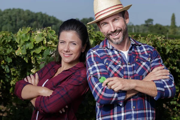 Romantic Couple Vineyard Harvesting — Stock Photo, Image