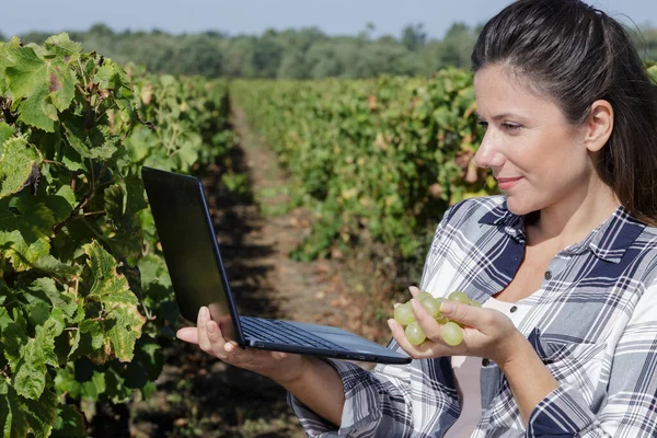 Female Harvesting Grapes While Using Vineyard — Stock Photo, Image