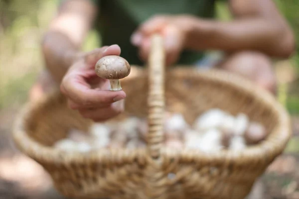 Mushrooms Basket Autumn Forest — Stock Photo, Image