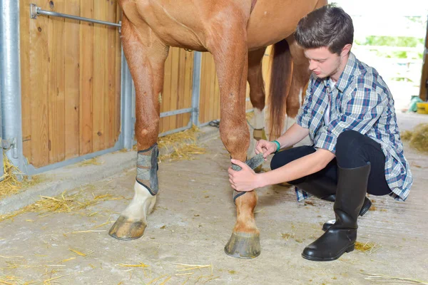 Adam Atların Bacaklarına Bandaj Yapıştırıyor — Stok fotoğraf