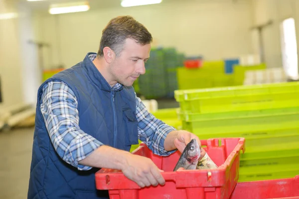 Worker Lifting Crate Fresh Fish — Stockfoto