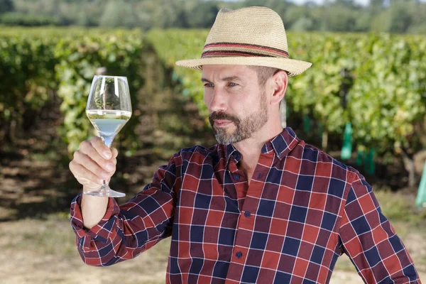 Man Examining Wine Vineyard — Stock Photo, Image