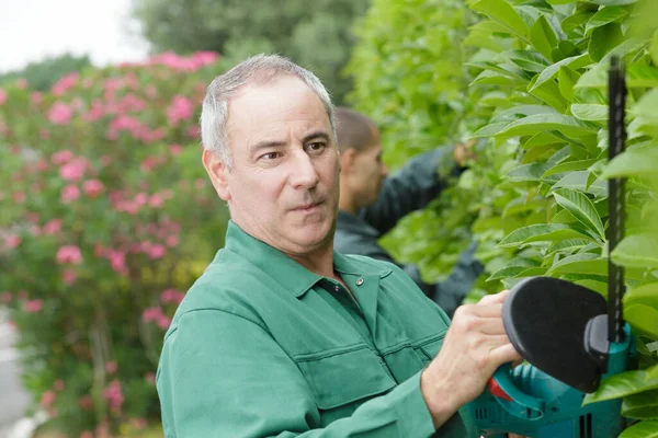 Male Gardener Cutting Hedge — Stock Photo, Image