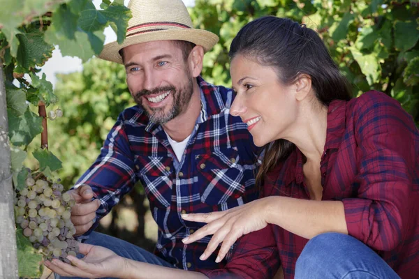 Couple Farmers Checking Crop Grapes Ecological Farm — Stock Photo, Image