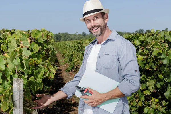 Cheerful Smiling Male Vintner Looking Clusters Grape Outdoors — Stock fotografie