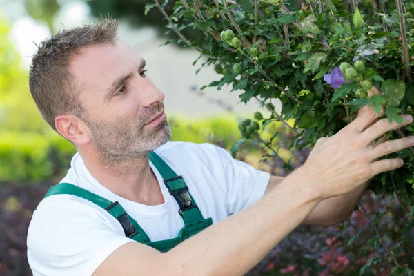 Jardinero Masculino Trabajando Con Flores — Foto de Stock
