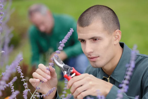 Close Young Man Cutting Lavender — Stockfoto