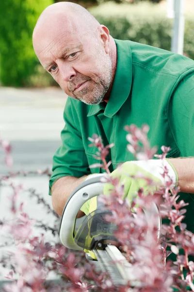 Jardinero Hombre Está Cortando Los Arbustos —  Fotos de Stock