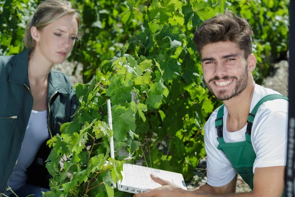 Homem Mulher Agricultores Colheita Uvas Uma Vinha — Fotografia de Stock