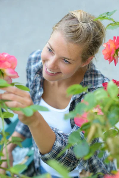 Atrakcyjna Kobieta Wybierająca Kwiaty — Zdjęcie stockowe