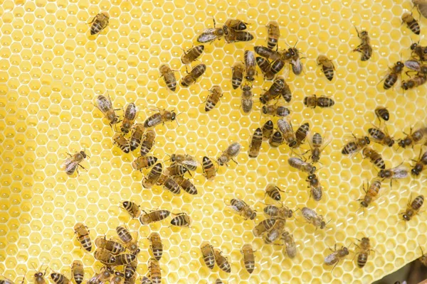 Méhek Közelsége Aranyfésűn — Stock Fotó