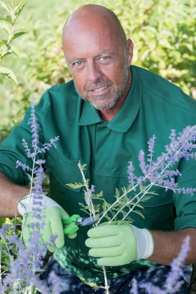 남자는 정원을 가꾸는 — 스톡 사진