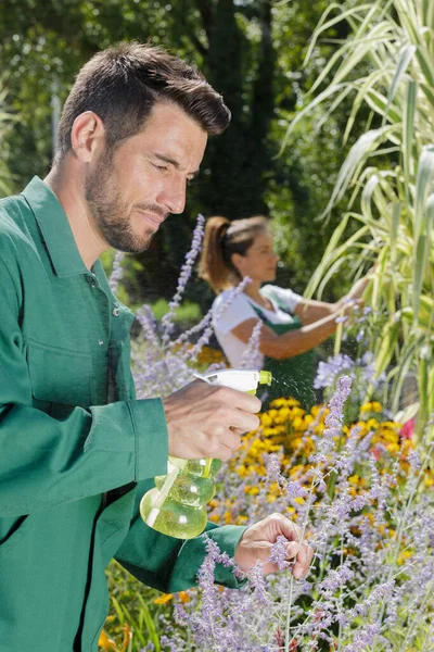 Homem Pulverizando Flores Jardim — Fotografia de Stock