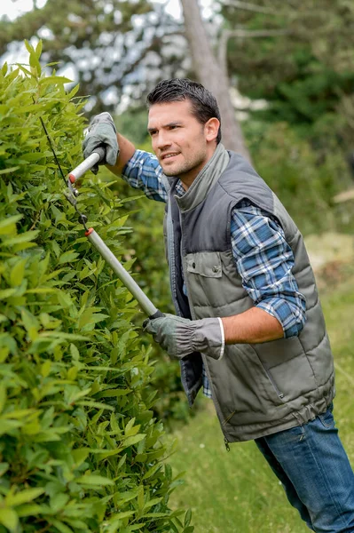 Male Worker Trimming Hedge — Stock Photo, Image