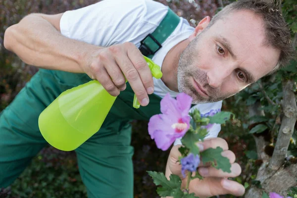 Gardener Spraying Holyhock Flower Garden — Stock Photo, Image