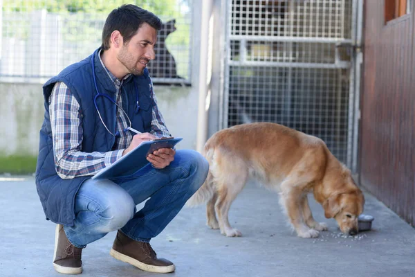 Weterynarz Obserwujący Psa Podczas Jedzenia — Zdjęcie stockowe