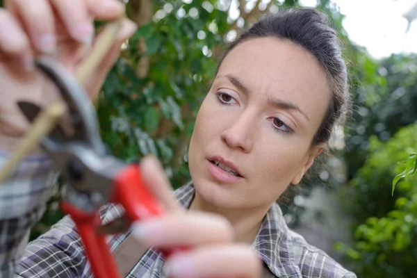Woman Pruning Magnolia Tree Brunches Her Garden — Stock Photo, Image
