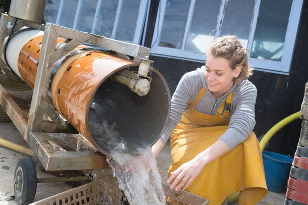 女工清洗和分拣牡蛎 — 图库照片