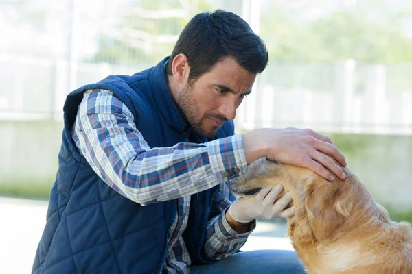 犬の耳を覗き込む男の獣医 — ストック写真