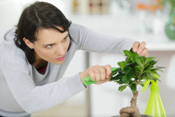 Gardening Woman Trimming Spruce Tree Focus Scissors — Stock Photo, Image