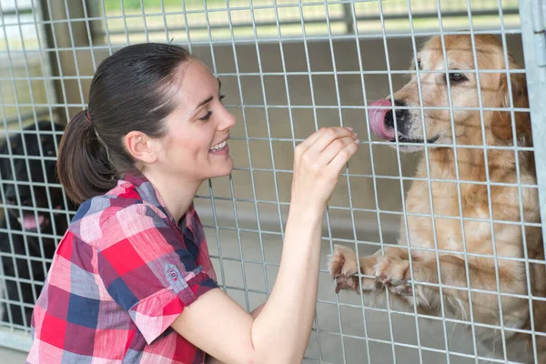 快乐的女人通过栅栏给狗甜食 — 图库照片