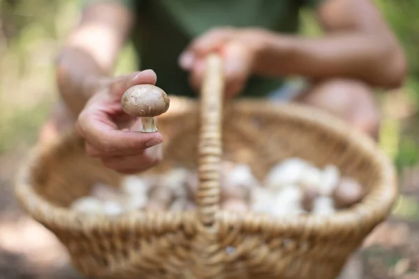 Mãos Femininas Segurando Monte Cogumelos — Fotografia de Stock