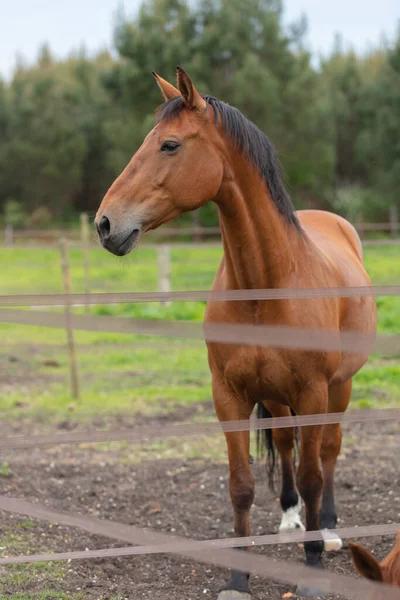 Das Bild Eines Pferdes — Stockfoto