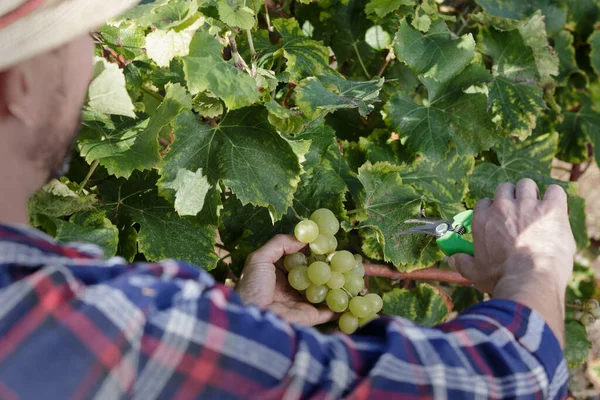 Hombre Cortando Uvas Viñedo —  Fotos de Stock