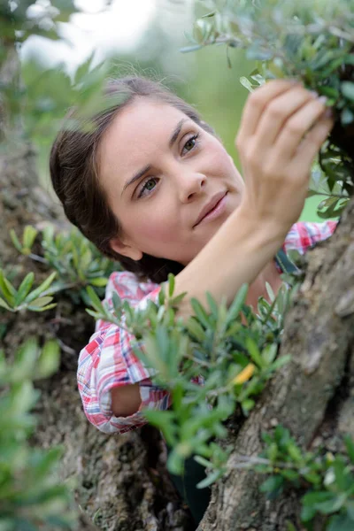 Woman Inspecting Tree — Stock Photo, Image