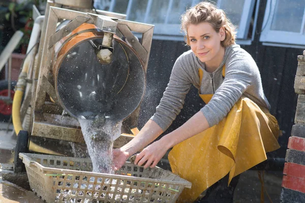 Классификация Качества Обработки Устриц Моллюсков — стоковое фото