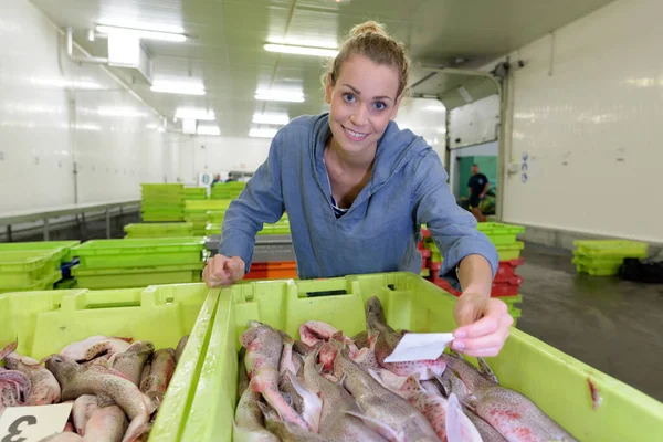 Kvinna Arbetar Fiskfabrik — Stockfoto
